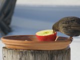 im Winter am Futterhaus - Amsel 01d